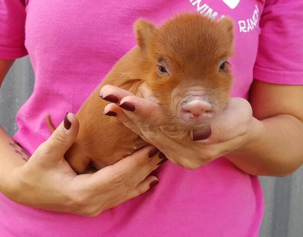 miniature pig