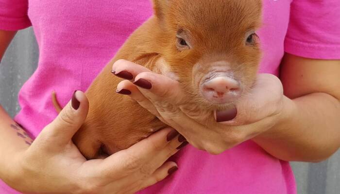 miniature pig