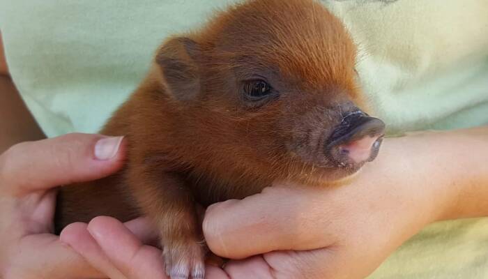 baby teacup pig