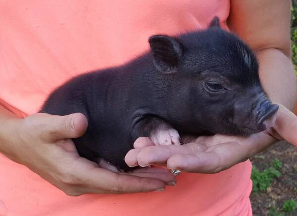 mini pigs for sale