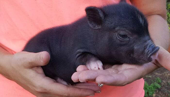 mini pigs for sale