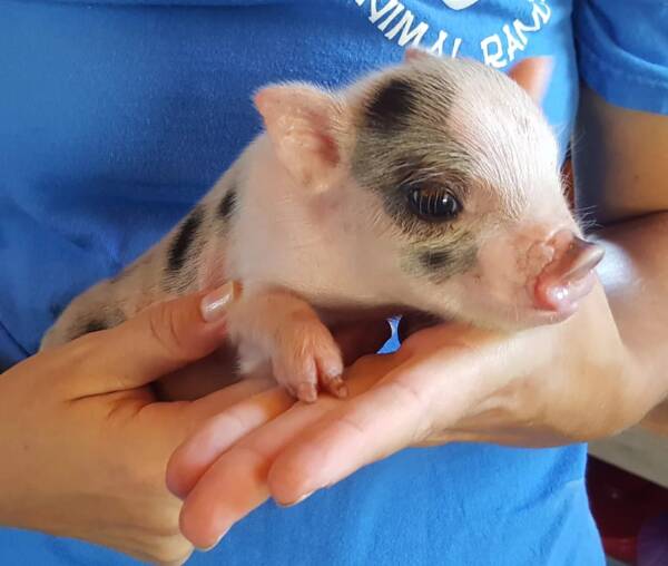 baby teacup pig