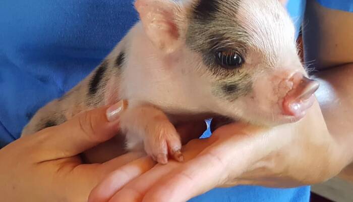 baby teacup pig