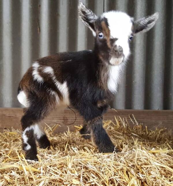 Female Pygmy Goats for Sale | Ranch of Exotic Breeds – Your Trusted Source for Healthy, Friendly Pygmy Goats