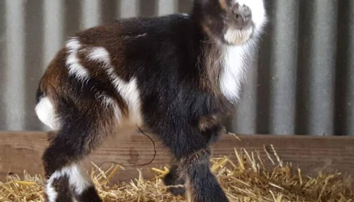 Female Pygmy Goats for Sale | Ranch of Exotic Breeds – Your Trusted Source for Healthy, Friendly Pygmy Goats