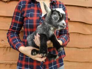 Nigerian dwarf goat