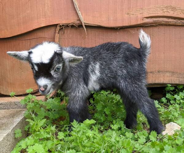 nigerian dwarf goat