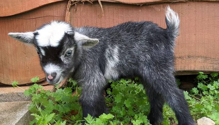 nigerian dwarf goat