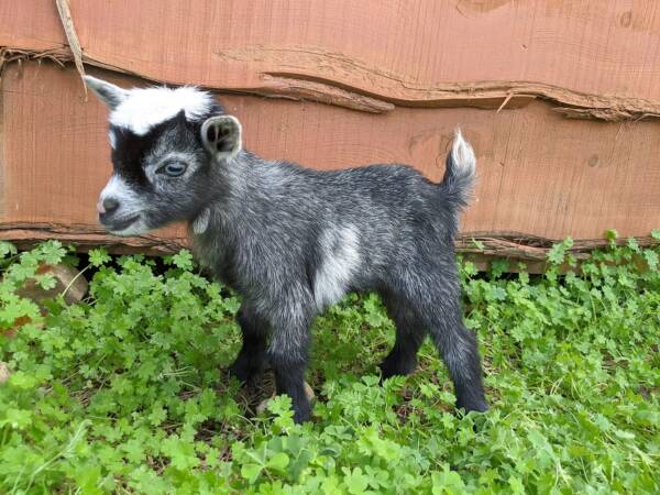 nigerian dwarf goat