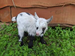 Female Nigerian Dwarf Baby Goats for Sale | Ranch of Exotic Breeds