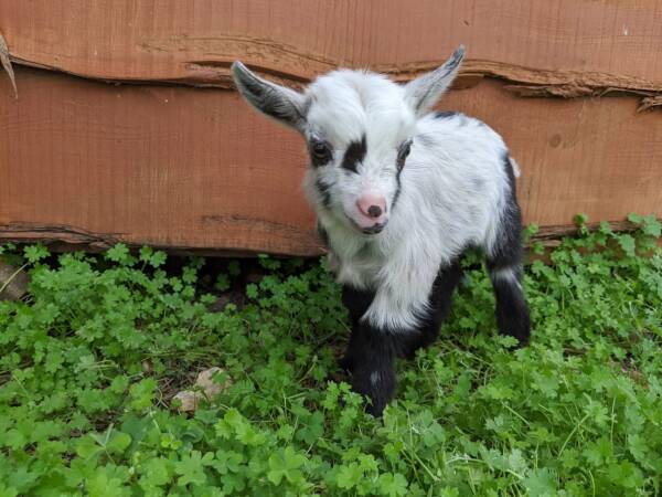 baby goats for sale