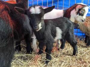 Nigerian Dwarf Goats for Sale | Ranch of Exotic Breeds | Healthy, Friendly, and Adorable