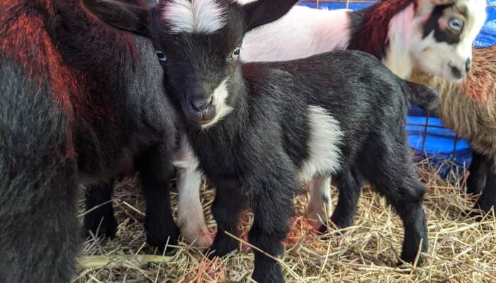 Nigerian Dwarf Goats for Sale | Ranch of Exotic Breeds | Healthy, Friendly, and Adorable