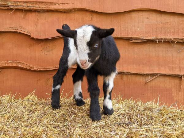 Nigerian Dwarf Goats for Sale Near Me | Ranch of Exotic Breeds – Your Source for Healthy, Happy Goats