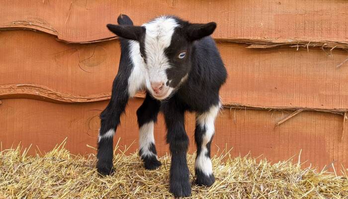 Nigerian Dwarf Goats for Sale Near Me | Ranch of Exotic Breeds – Your Source for Healthy, Happy Goats