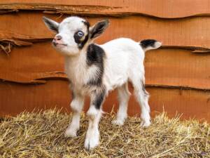 Male Nigerian Dwarf Goats for Sale | At Ranch of Exotic Goat farm near me Breeds