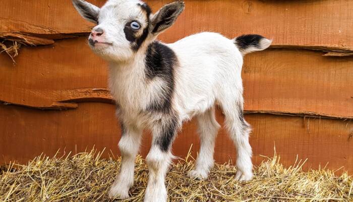 Male Nigerian Dwarf Goats for Sale | At Ranch of Exotic Goat farm near me Breeds