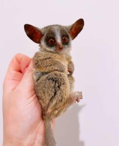 Bush Babies For Sale