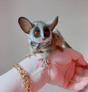 "Bushbaby for Sale at Ranch of Exotic Breeds – Your Guide to Owning a Unique Pet"