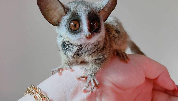 bushbaby for sale