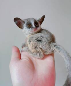 bush baby monkey for sale