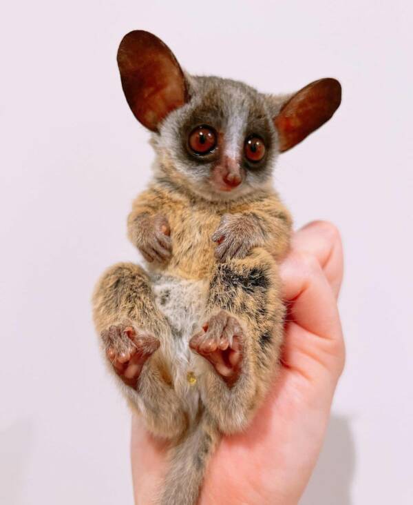 Bush Babies for Sale at Ranch of Exotic Breeds – Your Guide to Owning and Caring for These Unique Primates