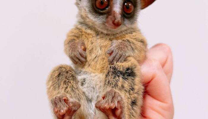 Bush Babies For Sale