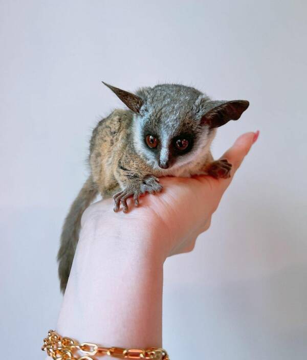 bush baby pet for sale