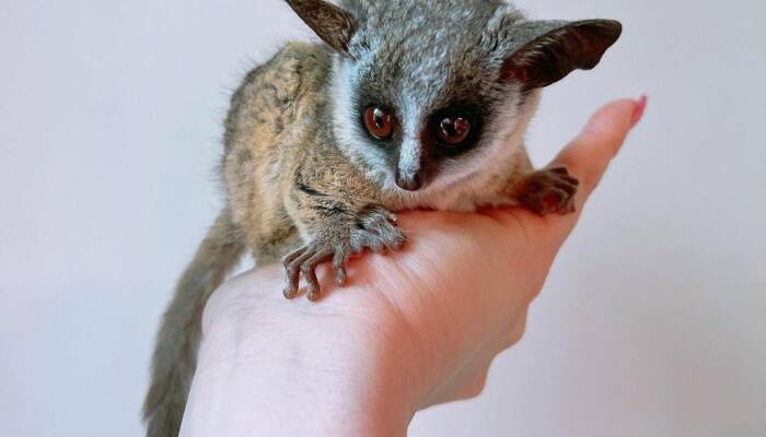 bush baby pet for sale