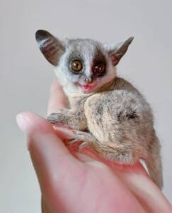 Bush Baby Monkey for Sale at Ranch of Exotic Breeds – Your Guide to Care, Nutrition, and FAQs