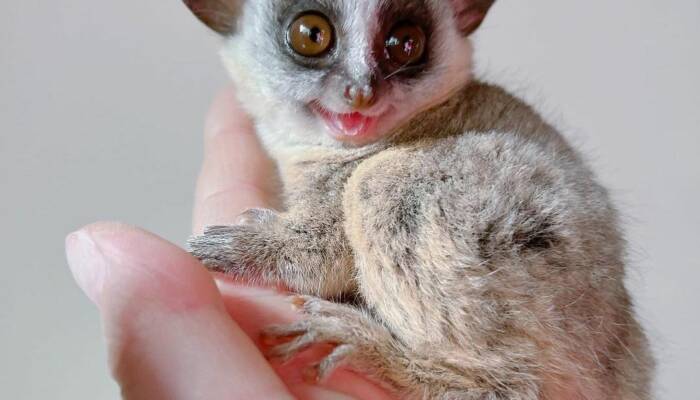 bush baby monkey for sale