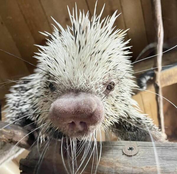 African porcupine For Sale