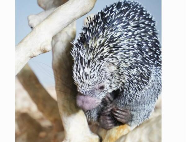 African Crested Porcupine For Sale