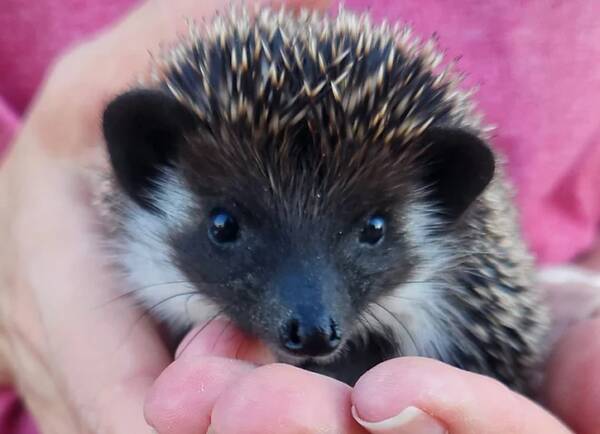 long-eared hedgehog