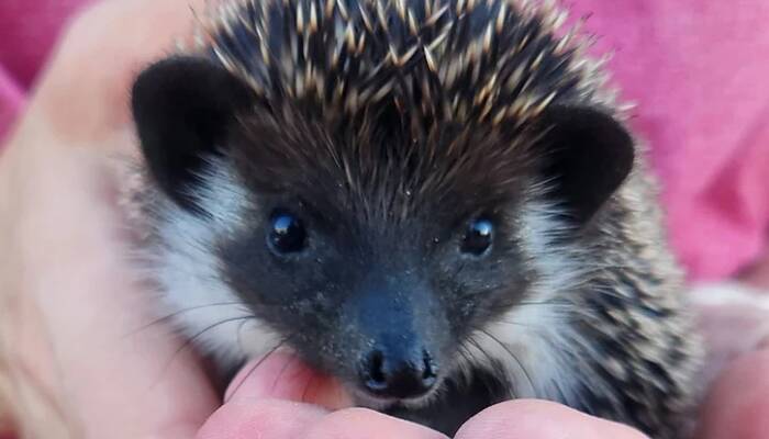 long-eared hedgehog