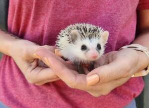 hedgehog for sale near me