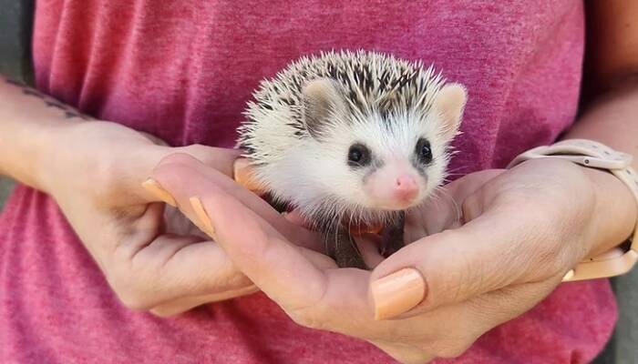 hedgehog for sale near me