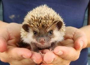 Hedgehog for Sale at Ranch of Exotic Breeds | Healthy, Hand-Raised, and Ready for Adoption