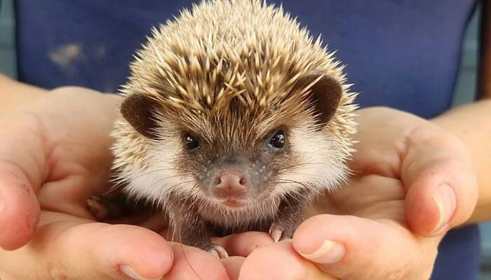 Hedgehog for Sale at Ranch of Exotic Breeds | Healthy, Hand-Raised, and Ready for Adoption