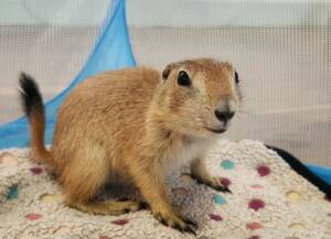 Prairie Dog Pet for Sale | Ranch of Exotic Breeds – Your Guide to Owning a Prairie Dog