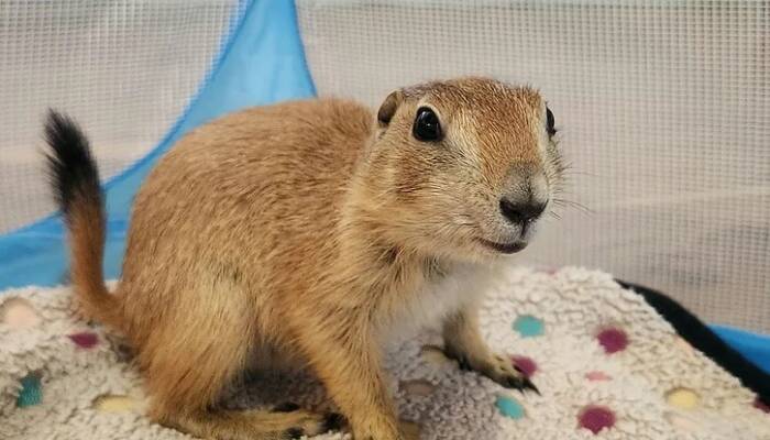 Prairie Dog Pet for Sale | Ranch of Exotic Breeds – Your Guide to Owning a Prairie Dog