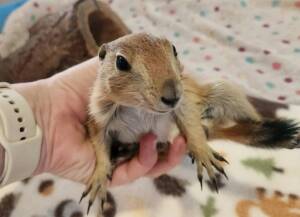 Prairie Dog for Sale Near Me | Ranch of Exotic Breeds – Your Guide to Owning a Prairie Dog