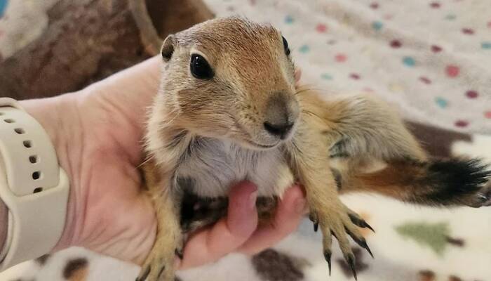 Prairie Dog for Sale Near Me | Ranch of Exotic Breeds – Your Guide to Owning a Prairie Dog