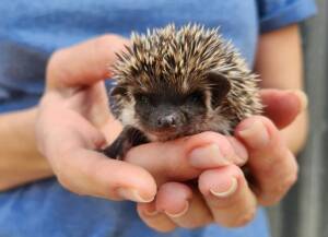 baby hedgehog