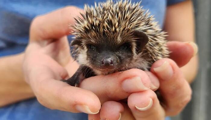 baby hedgehog