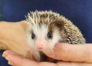 baby hedgehog for sale