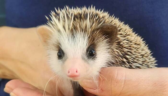 Baby Hedgehog for Sale | Ranch of Exotic Breeds | Healthy & Hand-Raised Hoglets