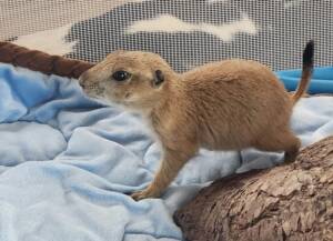 Prairie Dog for Sale | Ranch of Exotic Breeds – Healthy, Happy, and Hand-Raised Pets