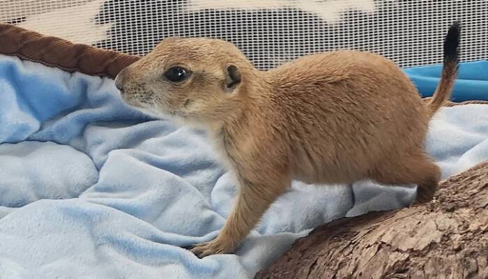 Prairie Dog for Sale | Ranch of Exotic Breeds – Healthy, Happy, and Hand-Raised Pets