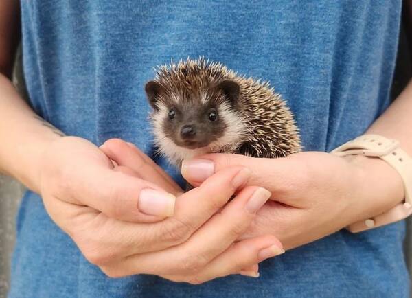 hedgehog pet for sale